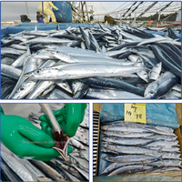 Huiyang Poisson Frais Entier Halal de Pêche en Mer, Poisson Congelé Saury du Pacifique (Cololabis Saira) pour l'Exportation vers l'Afrique