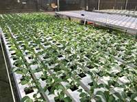 Système hydroponique NFT de 100x50mm, qualité alimentaire, 2.0mm, pour la culture de légumes