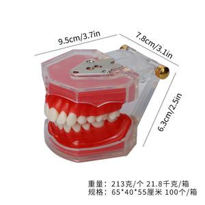 Maniquí de Enseñanza Dental, Modelo de Dientes de Resina Desmontable de Boca Completa para Educación en la Cavidad Bucal y Simulación de Práctica de Extracción - Product Image 4