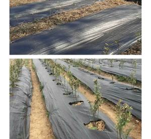 <span class=keywords><strong>La</strong></span> tela antihierbas de PP suele ser tejida con hilo plano de polipropileno (PP) o una mezcla de PP y polietileno (PE). - Product Image 5