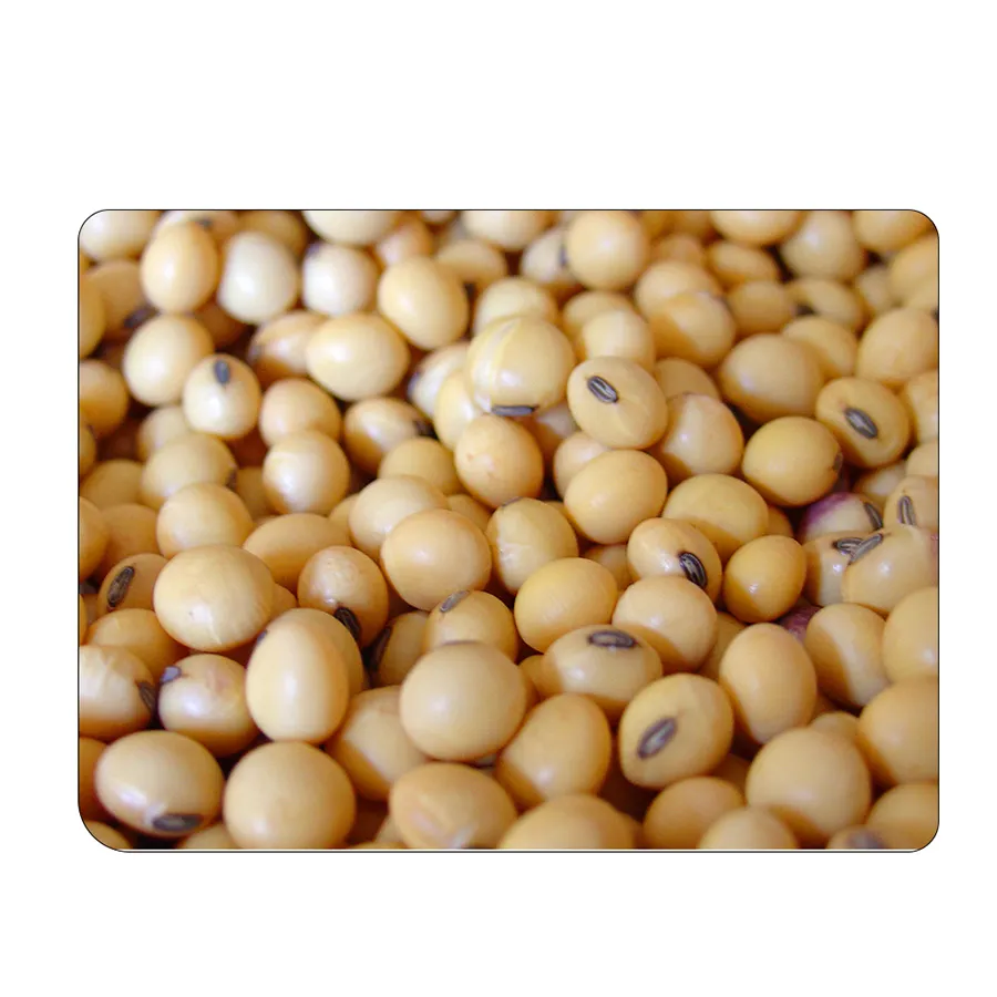 インドからの主要メーカーとサプライヤー最高の有機穀物大豆