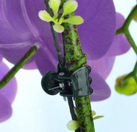 100 pièces pinces de Support d'orchidées, pinces de Support de plante d'orchidées, pinces de vigne de fleur pour soutenir les tiges de vigne, croissance verticale vert foncé