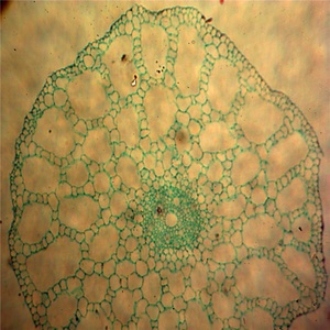 Frosted <strong>Medical</strong> Parasite <strong>Botany</strong> Prepared Glass <strong>Microscope</strong> Funaria <strong>Slides</strong> - Product Image 4
