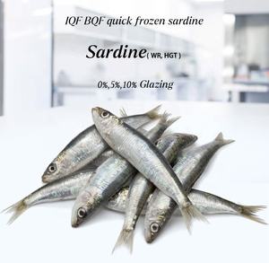 <span class=keywords><strong>Sardinas</strong></span> <span class=keywords><strong>de</strong></span> caballa congeladas al por mayor en embalaje HGT, producto <span class=keywords><strong>de</strong></span> exportación <span class=keywords><strong>de</strong></span> pescado <span class=keywords><strong>de</strong></span> alta calidad - Product Image 5