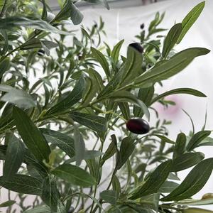 Tronco de olivo grande desmontable personalizado de gama alta tela de seda de alta calidad bonsái Artificial decoraciones interiores Navidad 10 pies - Product Image 3