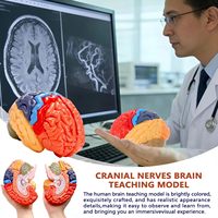 Modelo de Cerebro Humano a Tamaño Real, Colorido, con Marcas Numéricas, Modelo de Arteria Cerebral para Enseñanza Médica, CE/ISO