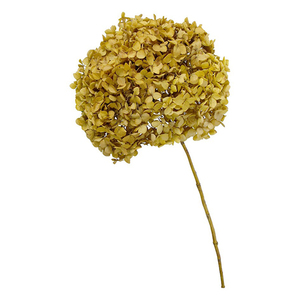 Vente d'usine fait à la main Real Touch stabilisé vert foncé <span class=keywords><strong>hortensia</strong></span> <span class=keywords><strong>fleurs</strong></span> conservées pour la décoration intérieure longue durée 3-5 ans - Product Image 4