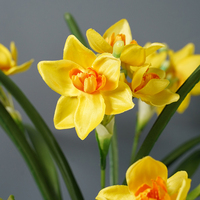Narcisse Bouquet Saint Valentin Cadeau Soie Fleur Jaune Bouquet pour Centres De Table De Mariage