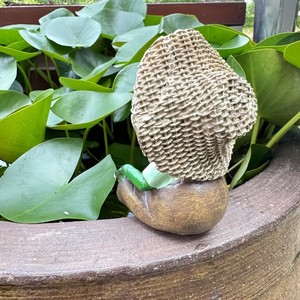 Figurine de grenouille en résine, ornement décoratif de jardin pour aquarium, cadeau de bureau - Product Image 4