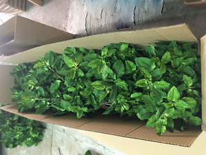 40CM Feuilles de Menthe Longues Artificielles de Haute Qualité Branches Soie Vraie Touche Verdure Menthe <span class=keywords><strong>Plante</strong></span> Artificielle Vente en Gros - Product Image 6