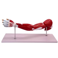 Modelo de Anatomía de Músculos, Vasos Sanguíneos y Nervios de Extremidades Superiores e Inferiores, Brazo y Pierna, Material PET para Escuelas y Hospitales