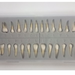Modèle dentaire Heidefee 28 dents permanentes, bicolore, avec racine, dents simulées extraites, modèle anatomique scientifique médical - Product Image 4