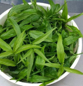 乾燥マジックティー サバハ スネークグラス ハーブ クリナカンサス・ヌタンスの葉 1000g (お茶用) - Product Image 2