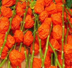 Jin Đặng Dài Màu Đỏ Thực Phẩm Lớp Tự Nhiên Physalis Alkekekengi Trái Cây Khô - Product Image 5