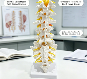 Modèle d'enseignement d'<span class=keywords><strong>anatomie</strong></span> orthopédique de la colonne vertébrale humaine (lombaire, sacrum, coccyx) avec disque intervertébral et racine nerveuse - Product Image 1