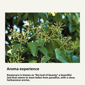 زيت رافينسارا العطري عالي الجودة 100% نقي بعلامة تجارية خاصة، مقطر بالبخار من مايفيلد، مناسب لجميع أنواع البشرة، عشبي - Product Image 3