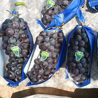 Prix Compétitif Raisins Noirs d'Été Sans Pépins Sucrés Comestibles pour Table et Dessert Fruits Premium Boîte Carton 5kg Export