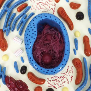 Bmn/B054 mô hình tế bào động vật giải phẫu y tế khoa học sinh học mô hình cho các trường học và bệnh viện - Product Image 3