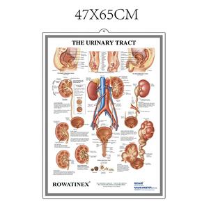 Affiches anatomiques 3D personnalisées, affiches d'enseignement scientifique médical pour mur - Product Image 5