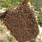 Kit de ruche Langstroth avec 5 cadres de fondation cirés et revêtus de cire pour l'apiculture