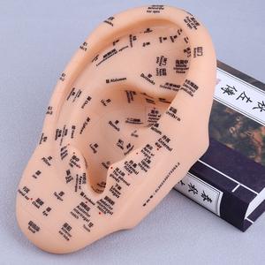 15 adet çince İngilizce iki dilli uygulama kulak akupunktur noktası modeli çin tıbbı akupunktur ve yakı kulak modeli acemi kullanımı - Product Image 2