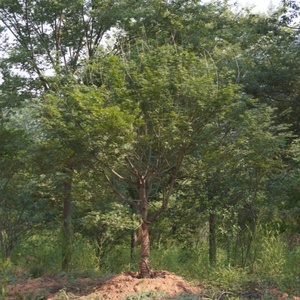 Árbol de Arce Rojo <span class=keywords><strong>Acer</strong></span> Palmatum Atropurpureum para Decoración de Jardines y Parques al Aire Libre, Árboles Ornamentales de Paisajismo, Plántulas de Calidad - Product Image 6