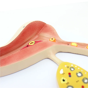 Modelo de enseñanza del desarrollo del óvulo fertilizado reproductivo femenino modelo útero-ovárico de órganos reproductivos femeninos - Product Image 3