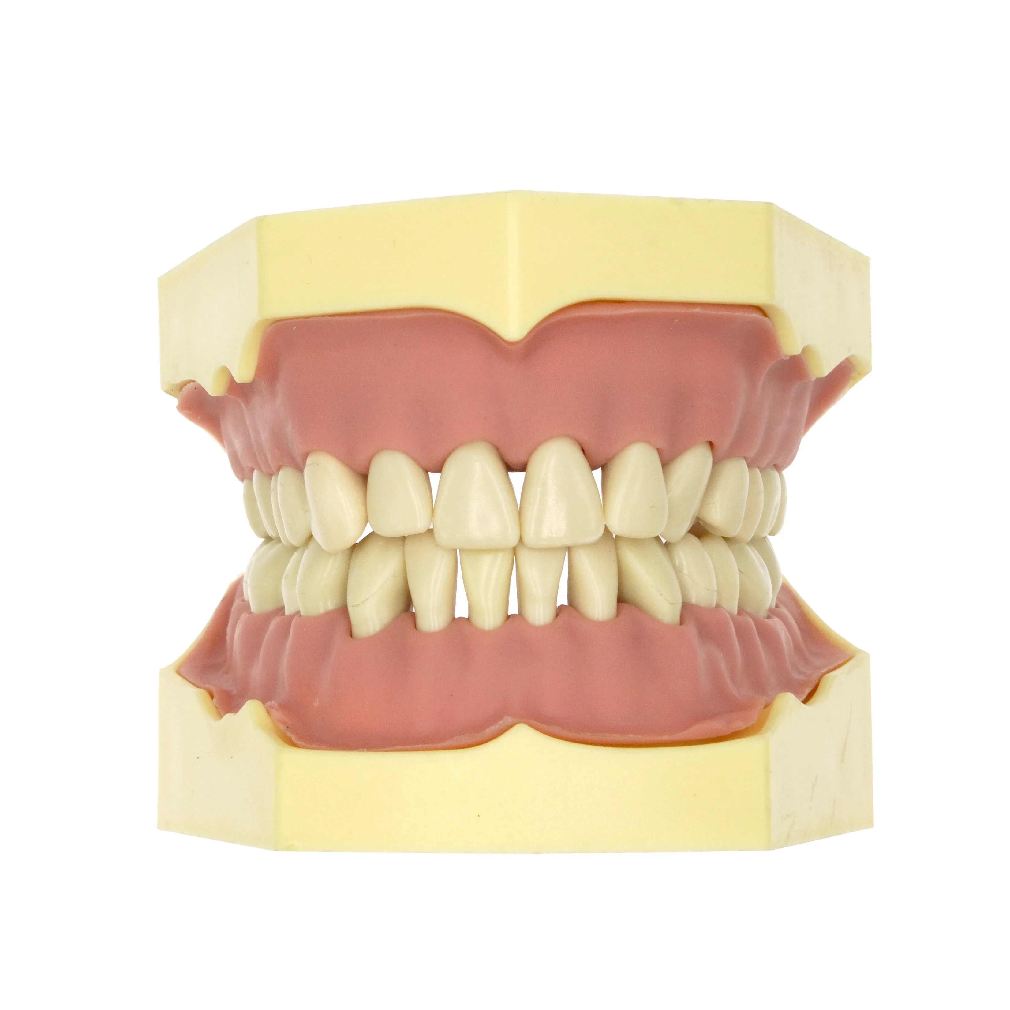Frasaco compatible 28 dents standard dents modèle 32 dents standard typodont modèle