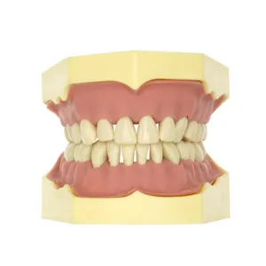 Frasaco متوافق 28 الأسنان القياسية نموذج لشكل الأسنان 32 الأسنان القياسية نموذج أسناني نموذج