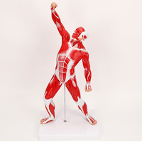 ADA-A1099 Modelo de Anatomía Muscular Humana de 50 cm, Visualización Clara y Realista para Enseñanza Médica y Entrenamiento en el Aula