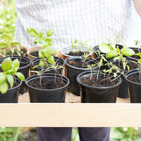 Plantes de jardin jetables poussent pot de fleur noir 1 3 5 7 gallons petits pots de pépinière pots de pépinière en plastique