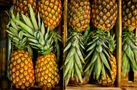 Verse ananas