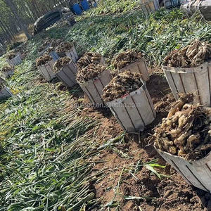 Chất Lượng Cao Tươi Trẻ Gừng Sơn Đông Xuất Xứ 150G Mới Bán Buôn Xuất Khẩu Màu Xanh Lá Cây Rau Gốc Cho Nông Nghiệp Hoặc Thực Phẩm Sử Dụng - Product Image 3