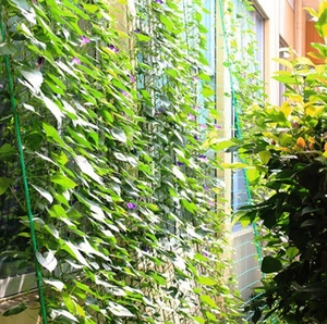 <strong>Cucumber</strong> Trellis <strong>Net</strong> Plastic Support Mesh USA Warehouse Garden Application Promotes <strong>Cucumber</strong> Plant Growth and Yield - Product Image 3