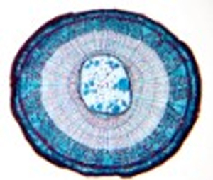 100 pezzi di alta qualità Set di diapositive preparati per parassitologia medica di preparazione biologica biofarmaceutica diapositive risorse didattiche - Product Image 4