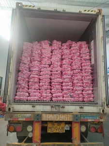 有机新鲜白红大蒜Ajos Alho OPTIMUM品牌欧盟标准5.5/6.0厘米全年批发价格来自中国 - Product Image 3