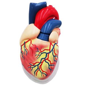 Gelsonlab HSBM-228 5 раз 3 пластиковых деталей модель человеческого сердца Сердце Модель анатомирования для медицинские пластмассы модели сердца - Product Image 1