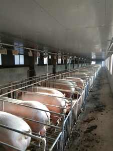 PH professionnel nouveau design truie cochon porc galvanisé à chaud caisse de gestation truie décrochage de gestation - Product Image 6