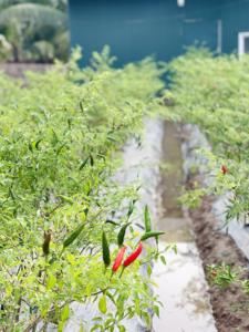 Chiles frescos de primera calidad de Vietnam cosechados en la madurez máxima para el procesamiento crudo de exportación para el procesamiento de alimentos al por mayor - Product Image 5