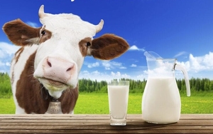 10L chân không loại tự động bò sữa dê cừu sữa máy pulsation xách tay điện bò vắt sữa máy - Product Image 5