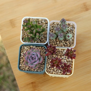 Vaso di fiori succulento in plastica quadrata spessa gialla con Design semplice con rifinitura opaca - Product Image 4