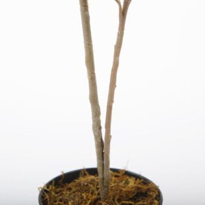 Plantas artificiales de 130cm Árbol artificial de seda sintética para interiores para oficina en casa - Product Image 4