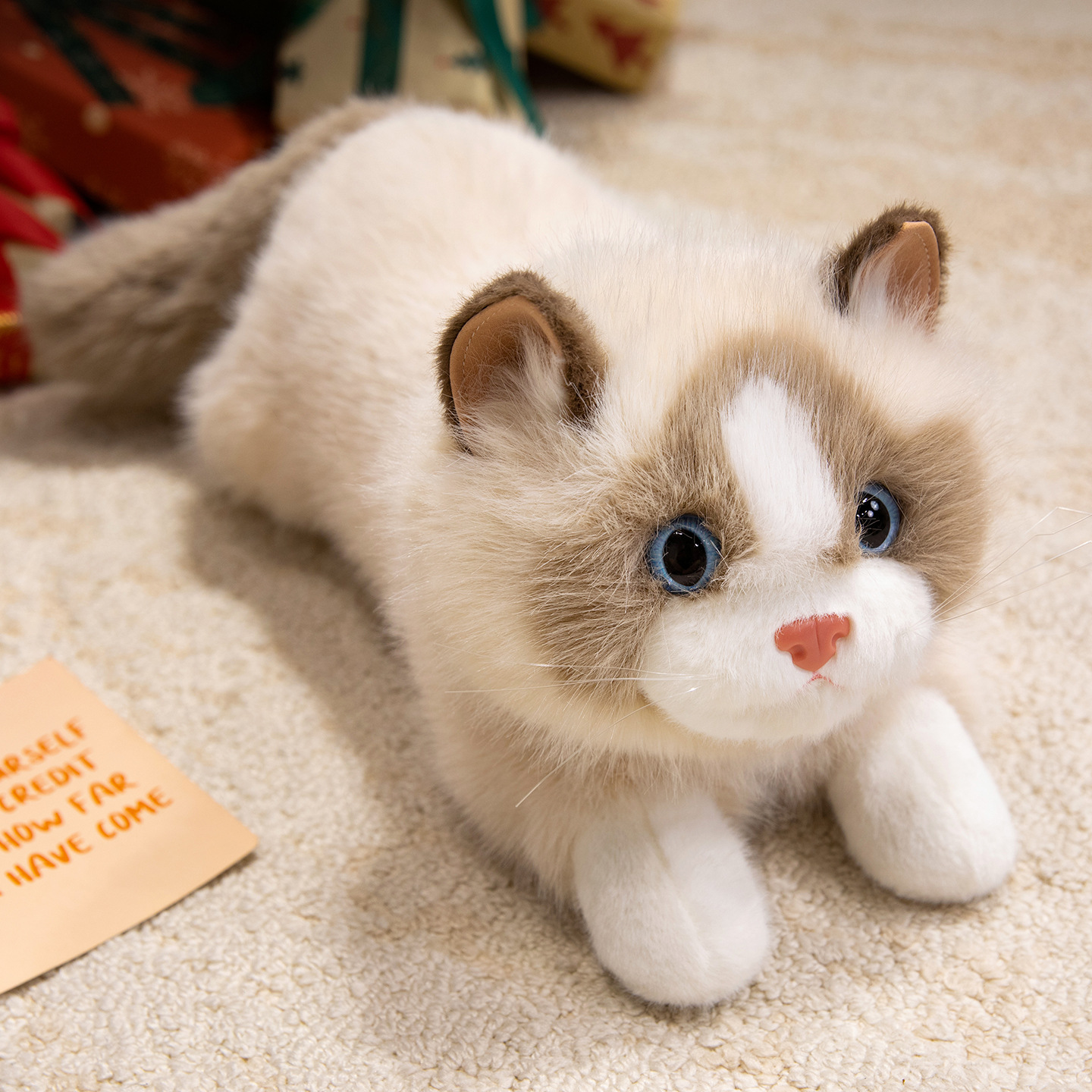 Café au lait de chat Ragdoll