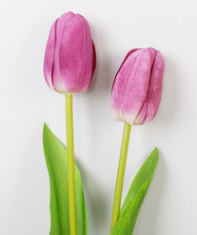 เพอร์เพิล ไกล