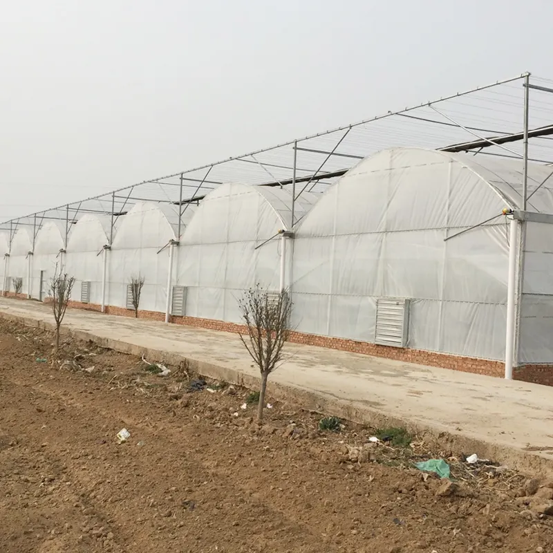 Invernadero de película multispan para agricultura, sistema de cultivo hidropónico