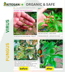 Kitosan, Bioestimulante Agrícola Líquido, Potenciador Orgánico Rico en Vitaminas, Mejora la Tolerancia al Estrés Agropecuario de las Plantas - Product Image 2