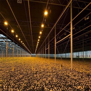 โรงเรือนเพาะปลูกแบบหลายช่วง ป้องกันแสงได้ 100% โครงเหล็กชุบสังกะสีสำหรับงานหนัก สำหรับการเกษตร - Product Image 6