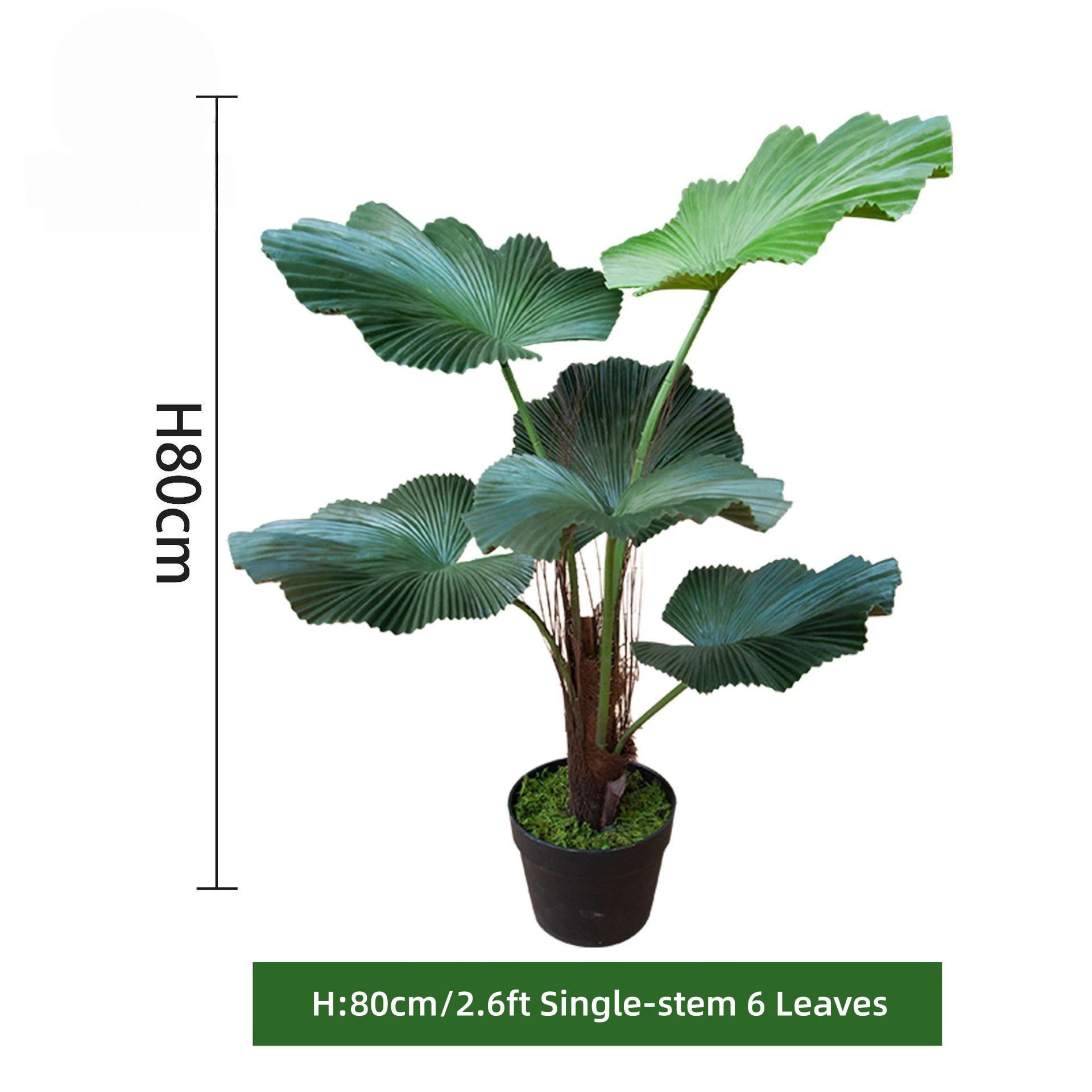 80 cm / 2,6 pi, tige unique, 6 feuilles