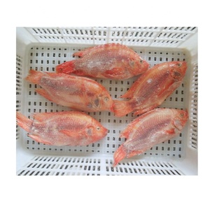 Meilleures ventes <span class=keywords><strong>de</strong></span> produits <span class=keywords><strong>de</strong></span> la mer, tilapia rouge congelé entier, <span class=keywords><strong>poisson</strong></span> frais rond à vendre - Product Image 5