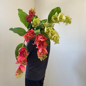 Flor Artificial Colgante de Medinilla <span class=keywords><strong>Magnifica</strong></span> Rosa de 120 cm para Decoración de Bodas y Hogar - Product Image 5